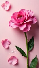 Fototapeta premium Pink carnation overhead, petals spread wide, Mother's Day theme , pink background, holiday, closeup