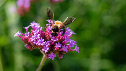 Bee collecting nectar from purple verbena flower.