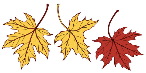 Autumn Leaves Illustrations on Transparent Background. Perfect for: Thanksgiving, Fall festivals, seasonal promotions
