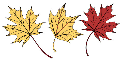 Fototapeta premium Autumn Leaves Illustrations on Transparent Background. Perfect for: Thanksgiving, Fall festivals, seasonal promotions