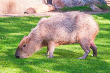 A large capybara walks on the green grass in the park