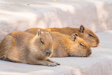 Three capybara in the park