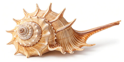 Fototapeta premium Spider Conch Seashell Isolated for Marine Life Studies