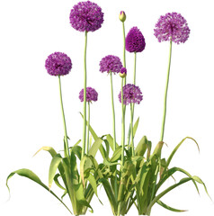 Obraz premium Grass, Bush, Flower Overlays