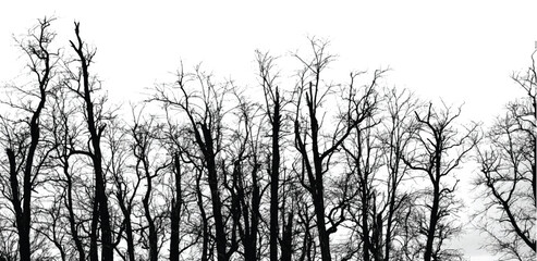 Silhouettes of bare tree with branches isolated on white. Black and white vector illustration

