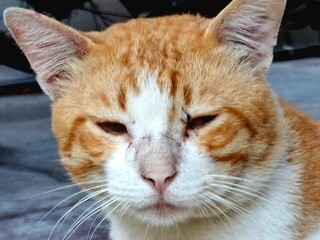The Cat's face is orange, yellow-eyed, with scars around the eyes and ears from the fight.