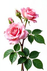 Fototapeta premium Delicate pink roses and lush green leaves isolated on white , pink rose, flower, studio