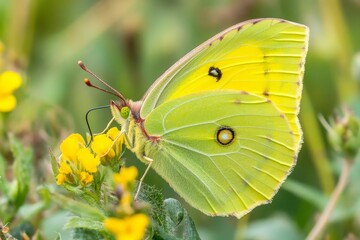 Obraz premium Pale yellow butterfly feeding on yellow flower.