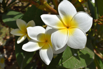 Plumeria Alba flowers blooming in Tenerife, Canary Islands