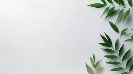 Bamboo leaves on a white backdrop with copy space image.