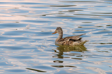 Wild duck swimming on the lake