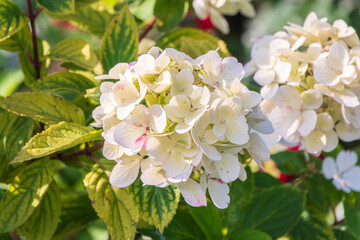 Lush white and yellow hydrangea flowers in summer.
