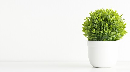 Green plant in vase on white background with text space Image has noise and grain.