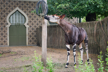 Okapi - Okapia johnstoni. A beautifully coloured African forest-dwelling antelope, related to...