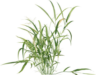 Grass, Bush, Flower Overlays