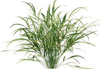 Grass, Bush, Flower Overlays