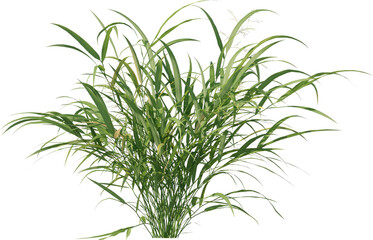 Grass, Bush, Flower Overlays