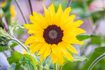 Naklejka premium Close-up on the head of sunflower blooming, textures of stamens