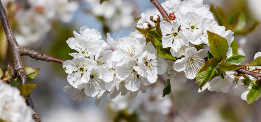 A branch of white flowers with green leaves