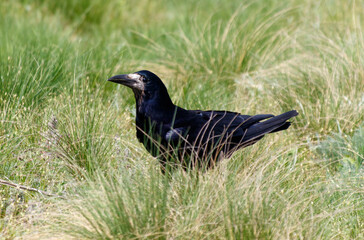 A black crow is standing in tall grass