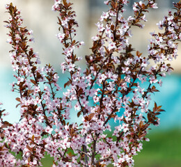 A tree with pink flowers is in front of a blue pool