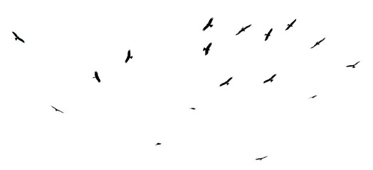 A flock of birds in flight isolated on a white background