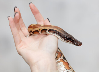 A hand holding a snake with a black and white pattern