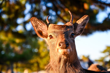 野生のニホンジカ