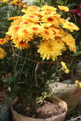 golden and red chrysanthemum flower plant on farm