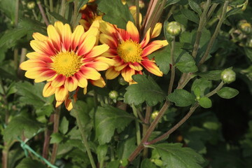 golden and red chrysanthemum flower plant on farm