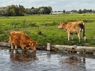 Cows Grazing Near Water in a Lush Dutch Landscape in Amsterdam, Holland in 2024