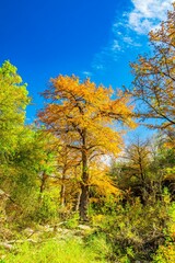 Vibrant autumn foliage with a bright blue sky in a scenic forest landscape.