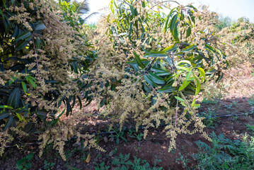 The mango bouquet or mango flower is blooming full on the mango trees in the garden
