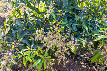 The mango bouquet or mango flower is blooming full on the mango trees in the garden