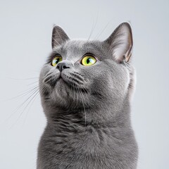 Photorealistic Portrait of a Russian Blue Cat
