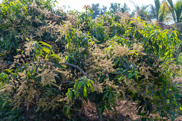 The mango bouquet or mango flower is blooming full on the mango trees in the garden