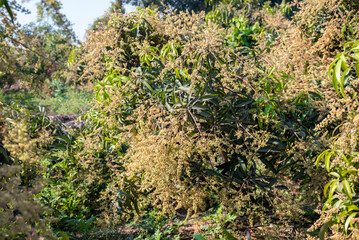 The mango bouquet or mango flower is blooming full on the mango trees in the garden