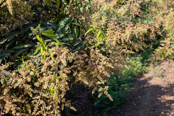 The mango bouquet or mango flower is blooming full on the mango trees in the garden