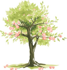 Fototapeta premium Apple tree with ripe fruits. Hand drawn vector illustration in watercolor style, lush tree with red apples. 