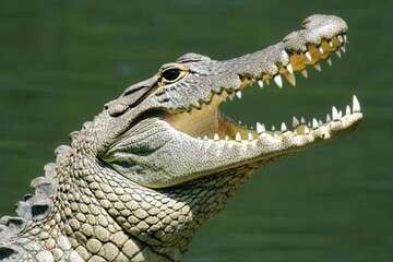 Obraz premium A close-up of a Nile crocodile basking on the riverbank with its mouth slightly open