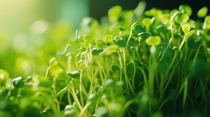 Fototapeta premium Natural food ingredient. broccoli sprout texture background. nutrition. bio. macro shot. shallow depth of field.