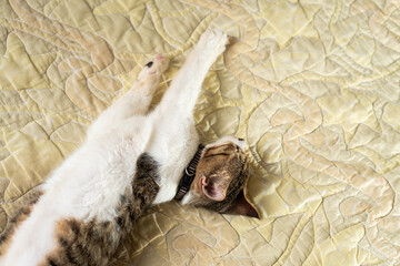 Relaxed Calico Cat Stretching on Yellow Quilt