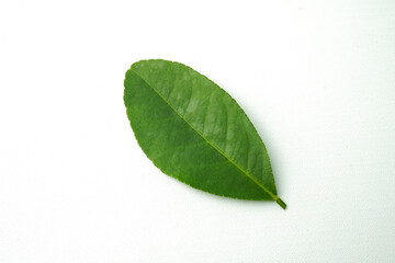 Green orange leaves with large, medium and small size variation  isolated on white background.