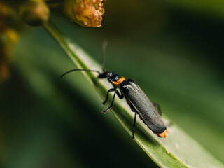Insect on a leaf