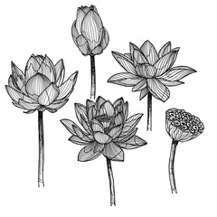 Hand drawn Lotus with pen 