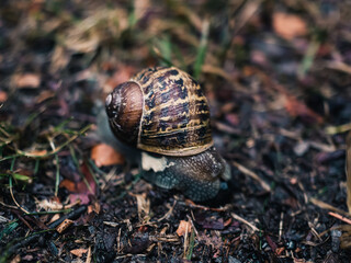 Close up of a snail