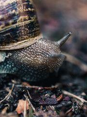 Close up of a snail