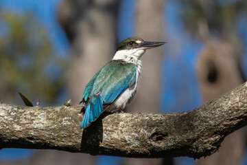 A Torresian Kingfisher perched on a branch