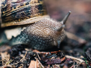 Close up of a snail