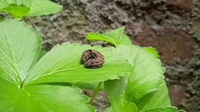 Caterpillar on a strawberry plant leaf.